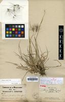 Isolectotype of Hordeum jubatum L. var. pilosulum Franch. [family POACEAE]