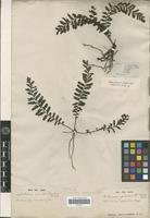 Isotype of Trichomanes asplenioides C.Presl [family PTERIDOPHYTA]