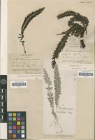 Type of Cephalomanes atrovirens C.Presl. [family PTERIDOPHYTA]