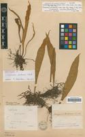 Holotype of Loxogramme duclouxii Christ [family PTERIDOPHYTA]