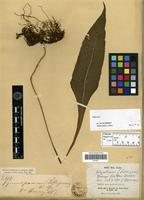 Isotype of Gymnogramma henryi Baker [family PTERIDOPHYTA]