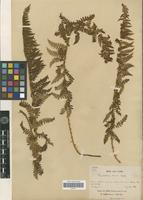 Type? of Polystichum sinense (Christ) Christ [family PTERIDOPHYTA]