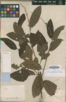 Syntype of Croton sphaerogynus Baill. [family EUPHORBIACEAE]