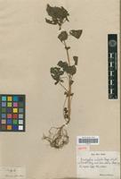 Isotype of Acalypha infesta Poepp. var. stenoloba Müll.Arg. [family EUPHORBIACEAE]