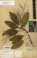 Neotype of Charpentiera elliptica (Hillebr.) Heller [family AMARANTHACEAE]