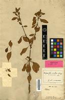 Isotype of Achyranthes mutica Gray [family AMARANTHACEAE]