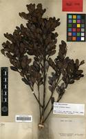 Isolectotype of Guioa crenata Radlk. [family SAPINDACEAE]