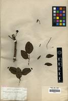 Isotype of Zanthoxylum kauaense A.Gray [family RUTACEAE]