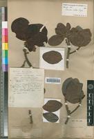 Type of Isonandra villosa Wight [family SAPOTACEAE]