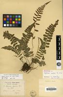 Syntype of Asplenium conilii Franch. & Sav. [family PTERIDOPHYTA]