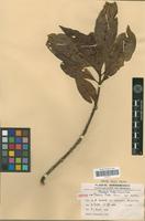 Isotype of Pouteria pullei Eyma [family SAPOTACEAE]