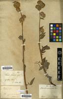 Isotype of Phacelia circinata Jacq. var. acutiloba A.DC. [family HYDROPHYLLACEAE]