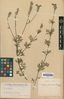 Type of Verbena tenuisecta Briq. [family VERBENACEAE]