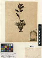Type of Euphorbia indica Lam. [family EUPHORBIACEAE]