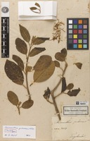 Lectotype of Chionanthus pubescens Kunth [family OLEACEAE]