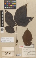 Holotype of Paullinia cupana Kunth [family SAPINDACEAE]