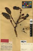 Isotype of Litsea papillosa C.K.Allen [family LAURACEAE]