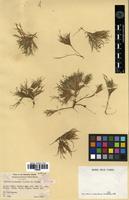 Syntype of Panicum koolauense St.John and Hosaka [family POACEAE]
