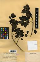 Isotype of Coprosma ochracea W.R.B.Oliv. var. kaalae St.John [family RUBIACEAE]