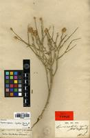 Holotype of Hymenocephalus rigidus Jaub. & Spach [family ASTERACEAE]