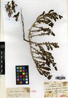 Type of Suaeda monodiana Maire [family CHENOPODIACEAE]