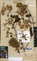 Type? of Mikania hemisphaerica Sch.Bip. ex Baker [family ASTERACEAE]