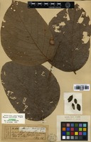 Isotype of Mucuna macrophylla Miq. [family FABACEAE]