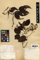 Isotype of Dalbergia championii Thwaites [family FABACEAE]