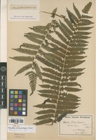 Type of Cyathea boninsimensis (Christ) Copel. [family PTERIDOPHYTA]