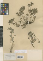 Syntype of Chrysosplenium alternifolium L. var. papillosum Franch. & Sav. [family SAXIFRAGACEAE]