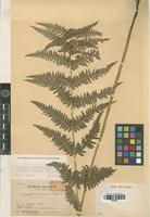 Isotype of Dryopteris bukoensis Tagawa [family PTERIDOPHYTA]
