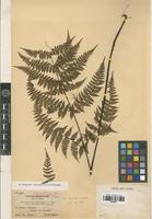 Isotype of Cystopteris japonica Luerss. var. taiwaniana Tagawa [family PTERIDOPHYTA]