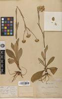 Holotype of Aster senecioides Franch. [family ASTERACEAE]