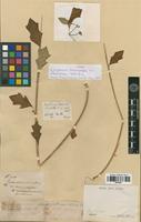 Type of Euphorbia heterophylla L. var. brasiliensis Müll.Arg. [family EUPHORBIACEAE]