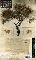 Isotype of Acantholimon talagonicum Boiss. [family PLUMBAGINACEAE]