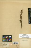 Isotype of Aster microphyllus Labill. [family ASTERACEAE]