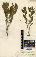 Isotype of Polygala fallax Chodat [family POLYGALACEAE]