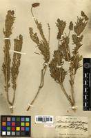 Type of Lavandula santolinifolia Spach [family LAMIACEAE]