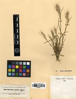 Type of Bromus crinitus Boiss. [family POACEAE]