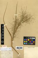 Isotype of Panicum rhigiophyllum Steud. [family POACEAE]