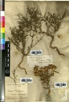 Type of Salsola camphorosmoides Desf. [family CHENOPODIACEAE]