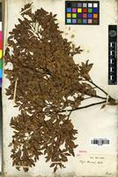 Isotype of Nothofagus dombeyi (Mirb.) Oerst. [family FAGACEAE]