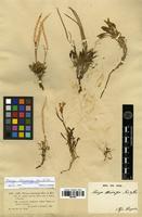 Isolectotype of Parrya stenocarpa Kar. & Kir. [family BRASSICACEAE]