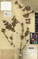 Holotype of Abies chensiensis Tiegh. [family PINACEAE]