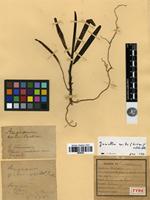 Type of Jumellea exilis (Cordem.) Schltr. [family ORCHIDACEAE]