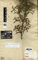 Type of Petrophile shuttleworthiana Meisn. [family PROTEACEAE]
