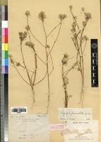 Holotype of Lagrezia paniculata Cavaco [family AMARANTHACEAE]