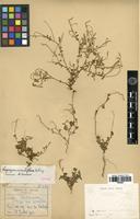 Syntype of Lagrezia minutiflora Schinz [family AMARANTHACEAE]