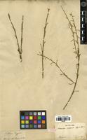 Syntype of Henonia scoparia (scoparia) Moq. [family AMARANTHACEAE]