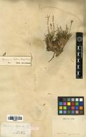 Syntype of Ferulopsis hystrix (Bunge) Pimenov [family APIACEAE]